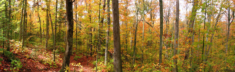 Forest at Indian summer