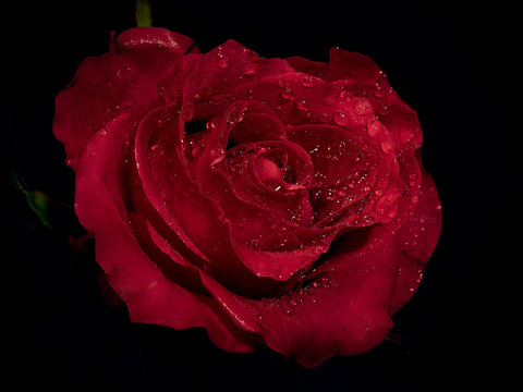 Macro image of dark red rose with water droplets. .