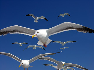 Close up of Sea gull flying