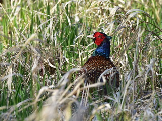 common pheasant,wildlife shot photography