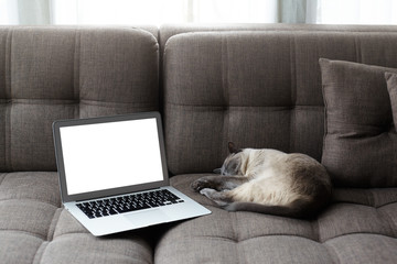 Freelance, working at home concept. Laptop with copy space screen on a comfortable sofa and sleeping sweetly cat. Soft natural light from the window. Empty space for your advertising content