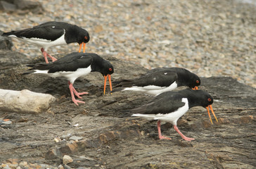 Oystercatcher