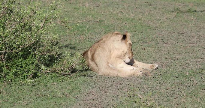 Young male lion, Serengeti, Tanzania, 4K