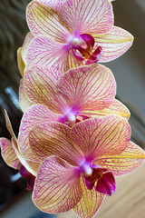 Violet orchid flowers