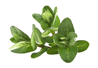 Fresh melissa leaves isolated on a white background