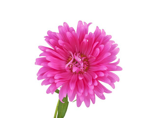 Pink aster flower isolated on a white background