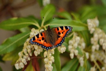 Brilliant early small tortoiseshell butterfly on pierris japonica blossom