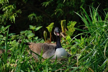 canada goose hissing in warning, sitting on nest of eggs showing serrated tongue © Kaboodle