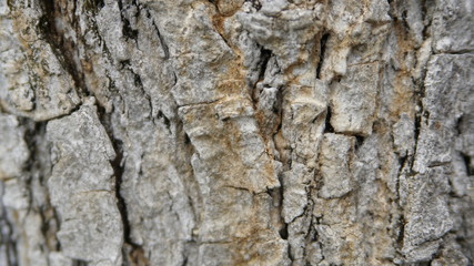 tree bark painted with white background macro