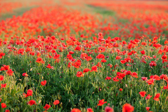 Nature, spring, blooming flowers concept - close-up of poppies over red flowers background in the spring field. © melnikofd