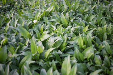 Wild Garlic at Sunset