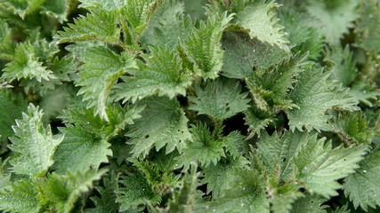 Foliage Of Nettle Is As Natural Green Background.