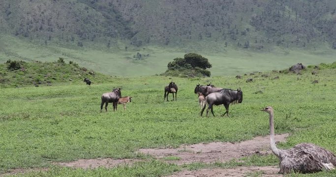 Ostrich and wildebeest, Ngorongoro Crater, 4K