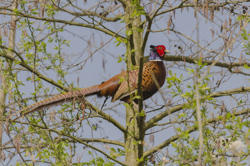 Pheasant on the tree