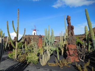 Jardín de Cactus - Kaktusgarten mit Windmühle auf Lanzarote 4