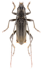 Capricorn beetle Cerambyx scopolii isolated on white background, dorsal view of longhorn beetle.