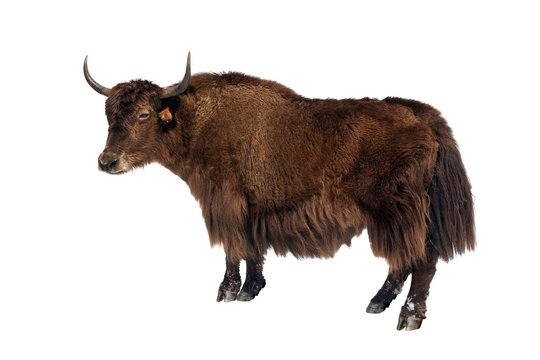 brown yak white background