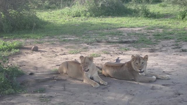 Lions resting under acacia tree, Serengeti, Tanzania