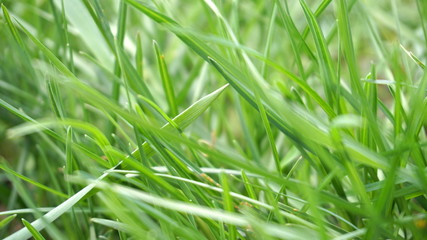 springtime green grass close up background blurre