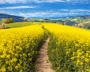 Field of rapeseed, canola or colza, Brassica napus