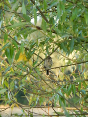 Bird and branch