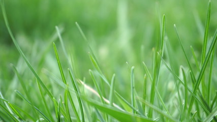 springtime green grass close up background blurre