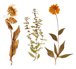 Set of wild dry pressed flowers and leaves