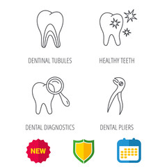 Healthy teeth, dentinal tubules and pliers icons. Dental diagnostics linear sign. Shield protection, calendar and new tag web icons. Vector