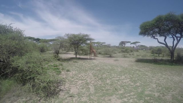 Giraffe eating acacia tree, Serengeti, Africa, 4K