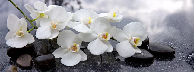 Foto op Canvas Witte orchidee en zwarte stenen close-up. © Swetlana Wall