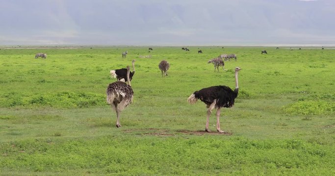 Flock of ostrich, Ngorongoro Crater, 4K