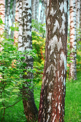 Naklejka premium summer in sunny birch forest