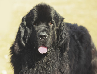 Fototapeta premium Dog specialist with Newfoundland outdoors