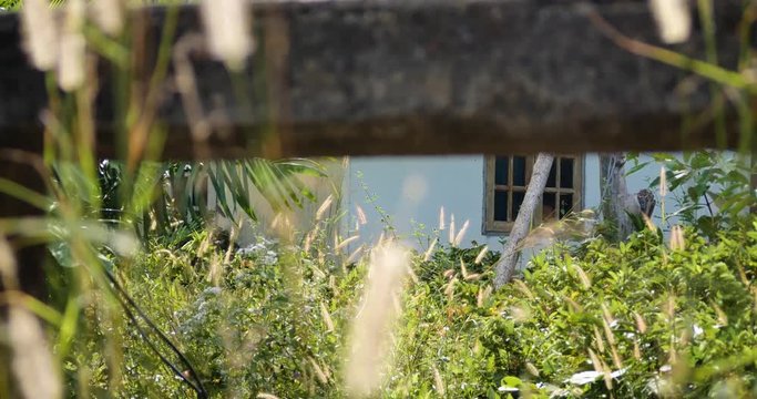 Old abandonned house in the jungle