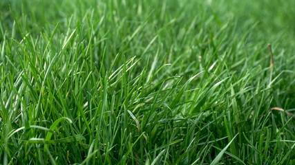 Fototapeta na wymiar springtime green grass close up background