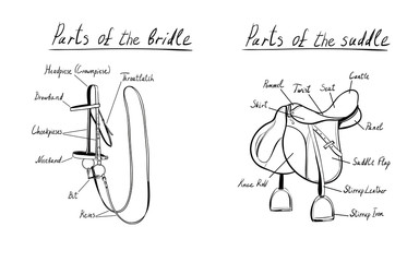 Parts of a saddle and bridle, vector.  The terms of the equestrian equipment. Hand drawn with black line illustration.