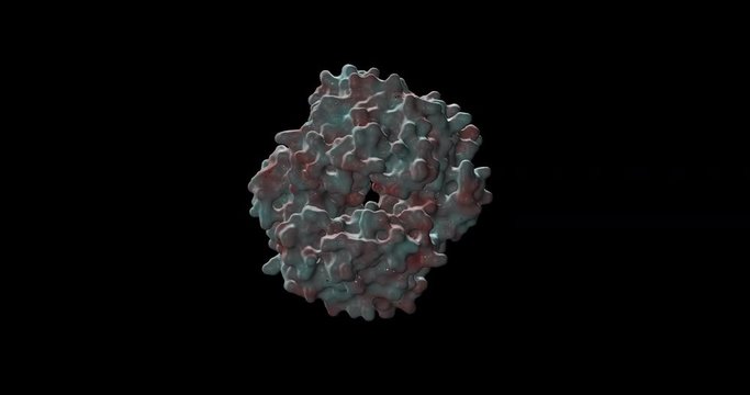 Hemoglobin ribbon protein, wire frame and solid surface representation Rotating 3d animation , 3d rendering