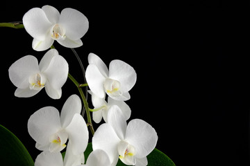 Naklejka na ściany i meble Orchid Phalaenopsis with white flowers on black background.