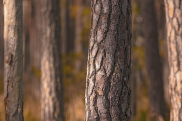 Pine trees in closeup or Pinus sylvestris in mass at a natural reserve
