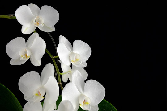 Orchid Phalaenopsis with white flowers on black background.