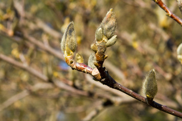 The bud of a magnolia closes