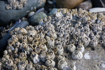 Barnicles on a Rock1