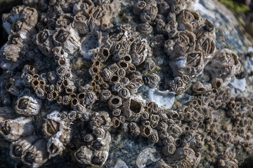 Barnicles on a Rock2