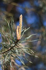 Gros plan d'une jeune branche de pin avec bourgeons au printemps