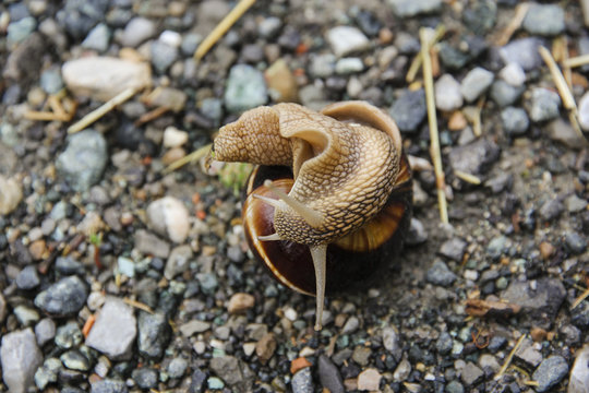 Helpless snail is laying on it's shell in the gravel