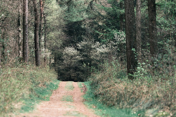 Footpath in spring forest with vanishing point perspective.