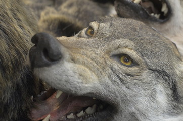 Fototapeta premium wolf's muzzle close-up