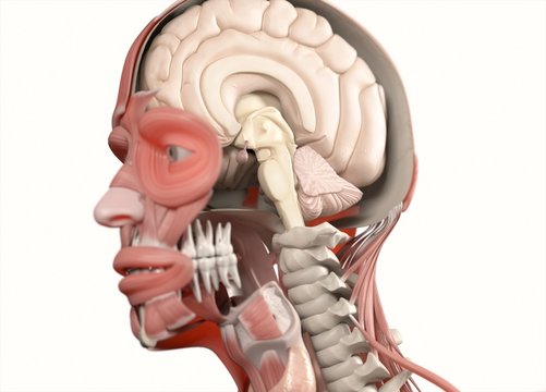 Anatomy head brain half, half head. 3D illustration.