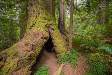 Huge sequoia overgrown with green moss in the forest. Amazing green forest. Redwood national and state parks. California, USA