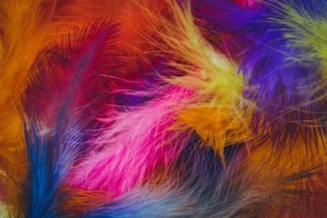 Colorful feathers 